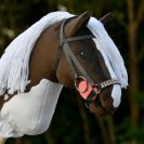 Ruskea-valkoinen keppihevonen