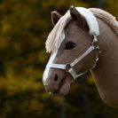 Ruskea keppihevonen jolla vaalea harja ja pitkä piirto