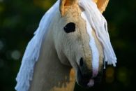 2022-06-vaaleanruskea DSC_0983